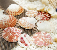 Load image into Gallery viewer, Mixed Sea Shells Decoration For Weddings, Parties, And Art (Bag Of 50 Shells)