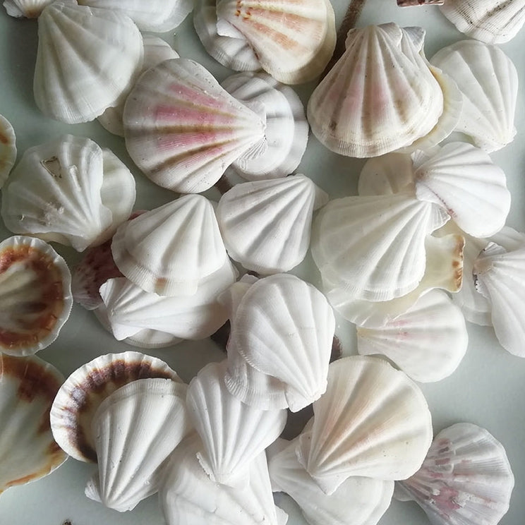 Mixed Sea Shells Decoration For Weddings, Parties, And Art (Bag Of 50 Shells)